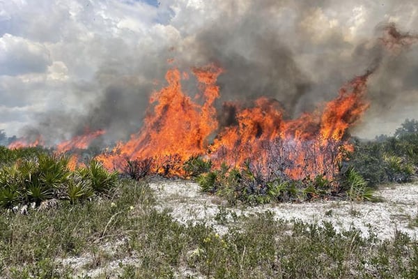Prescribed Burn