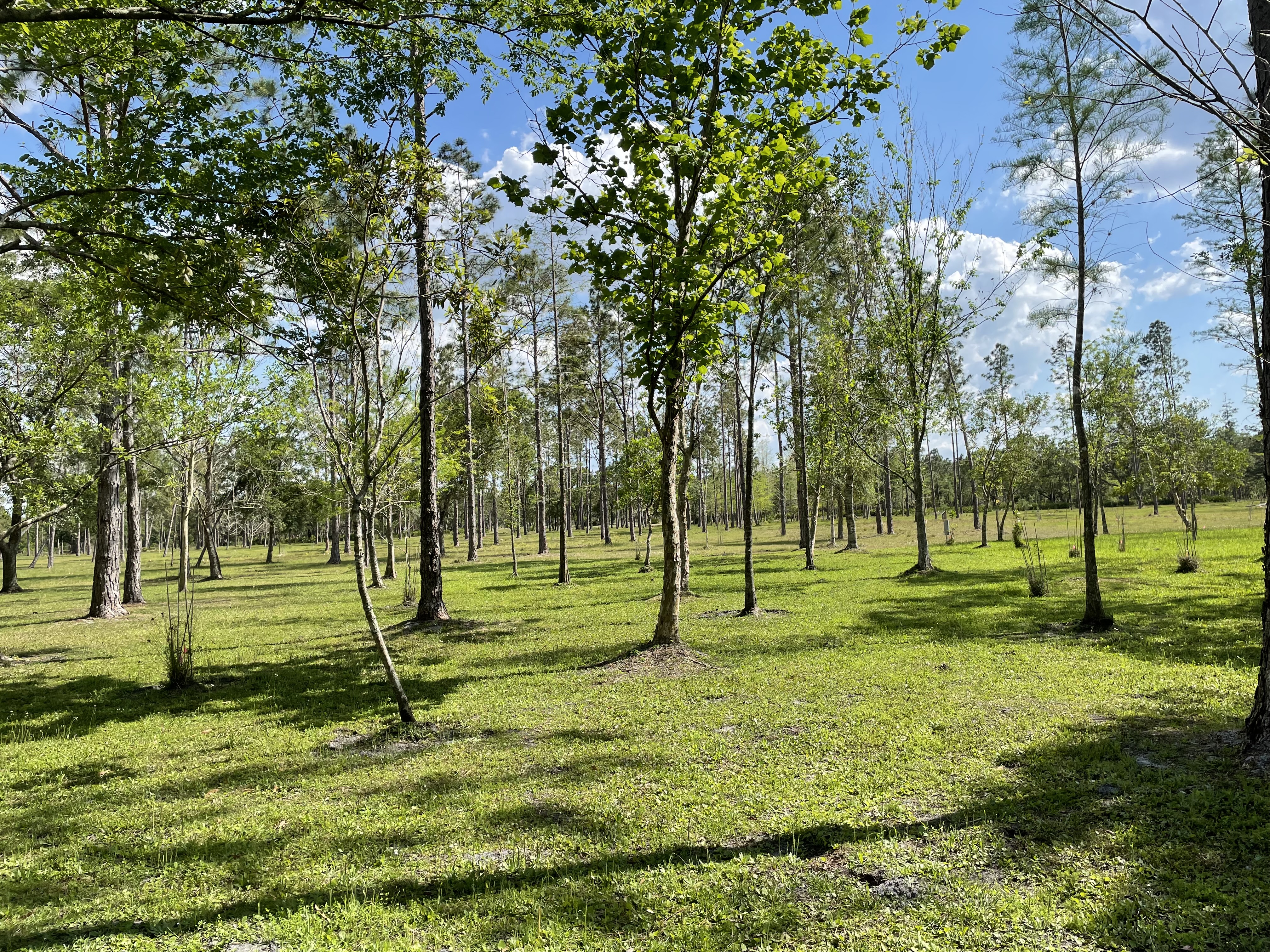 Open Forest Triple Oaks Preserve