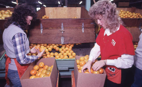 Employees packaging oranges at Mixon Farms