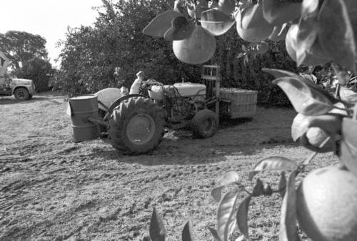 A young man on a tractor takes care of grove work and fruit hauling.