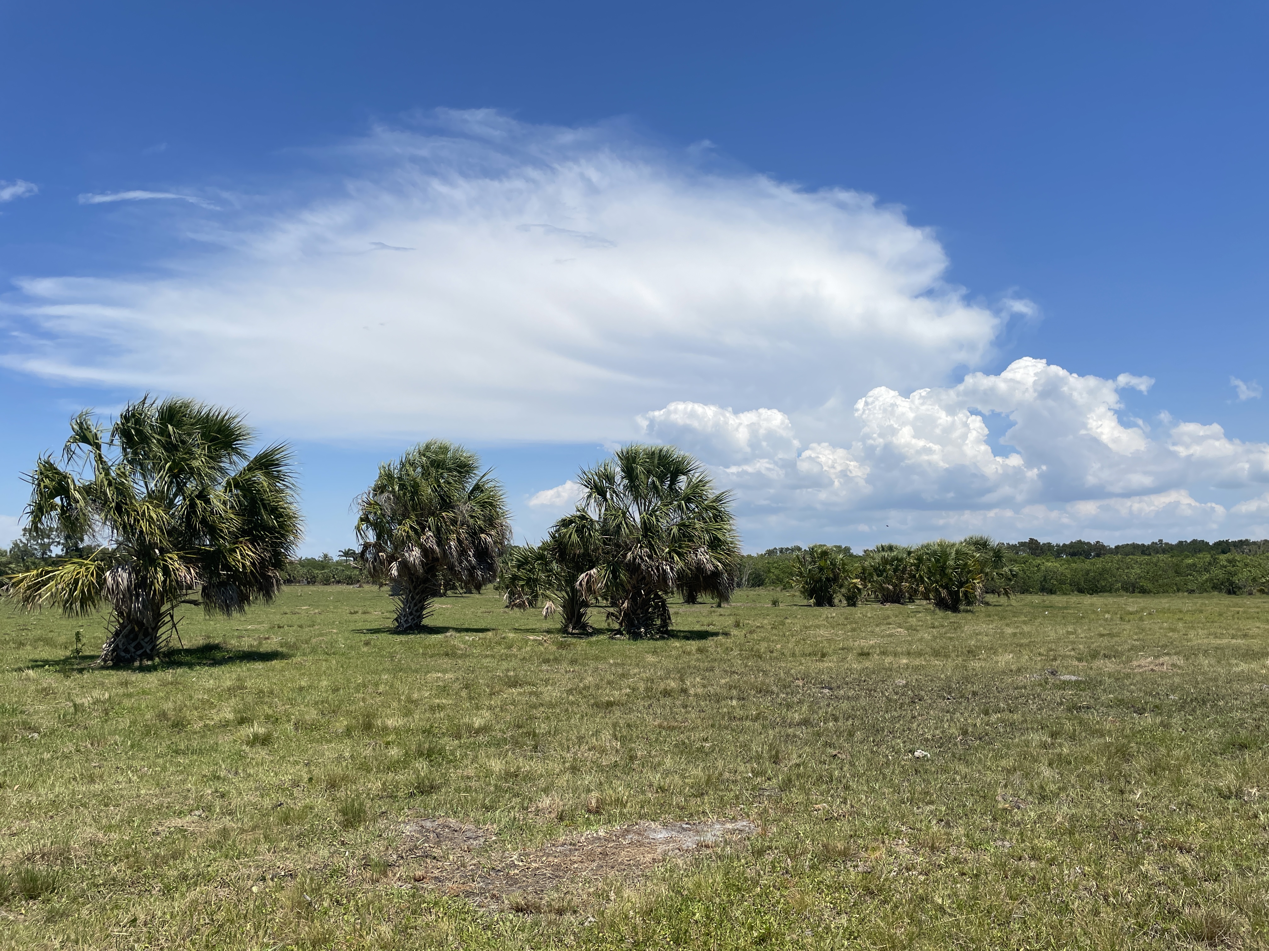 pasture with cabbage palms