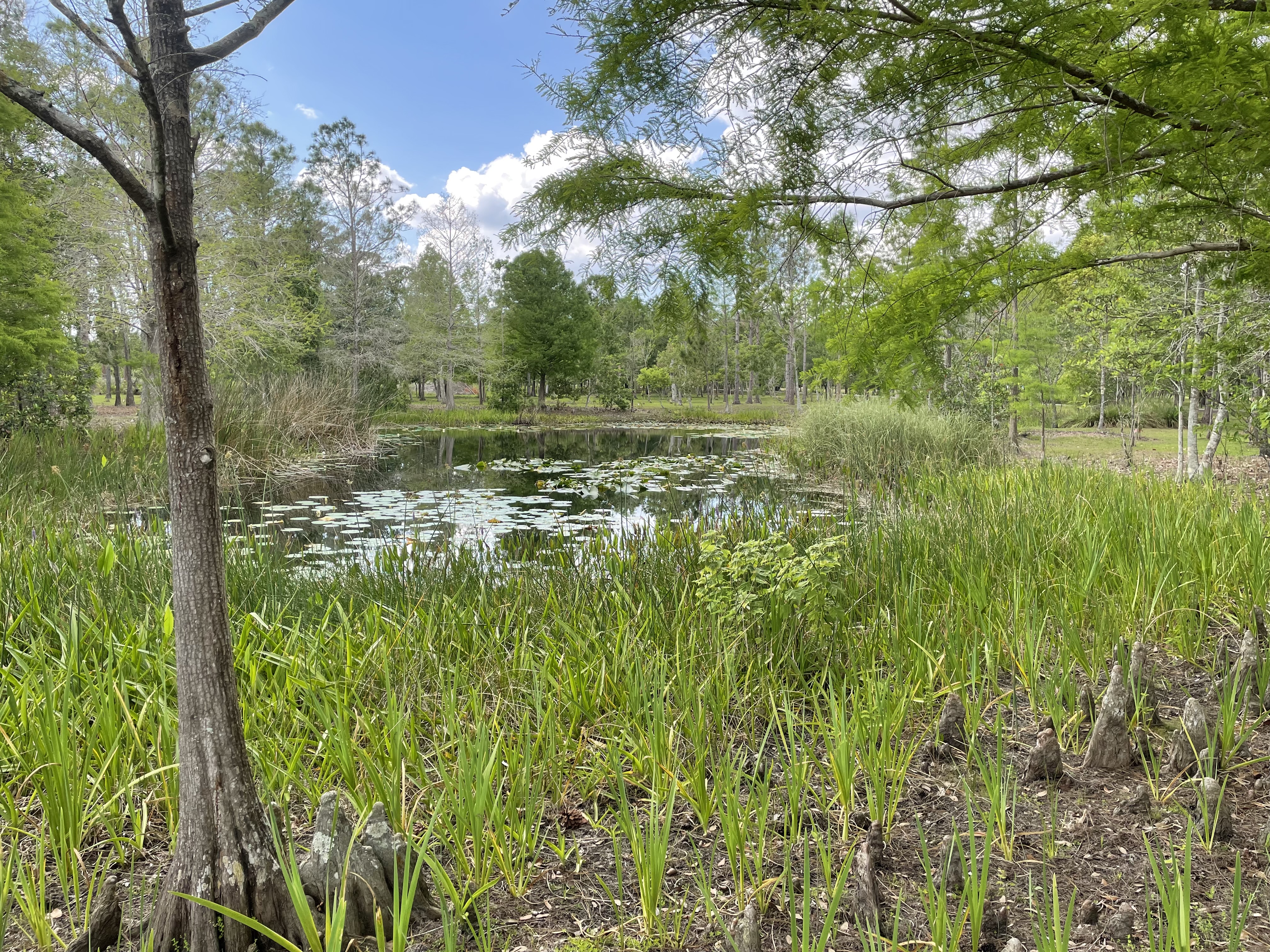Triple Oak Pond Triple Oak Pond