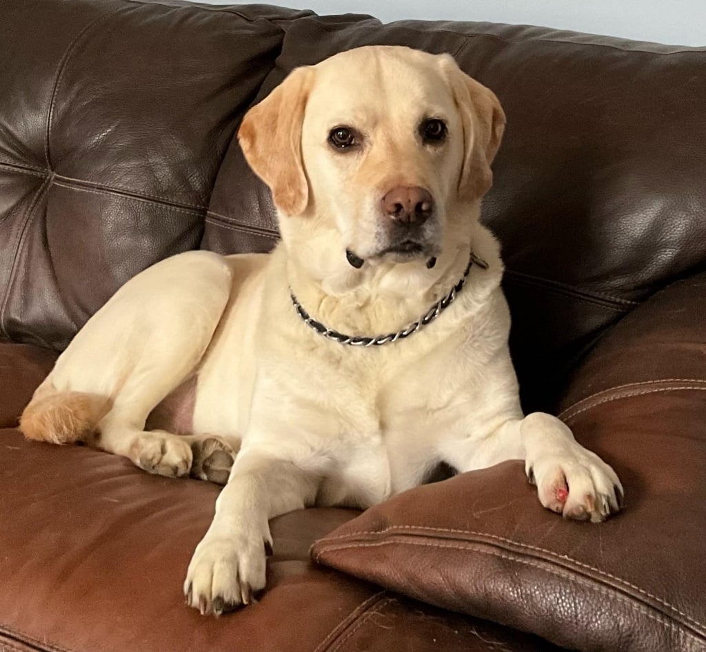 Maple, Veteran Services service animal