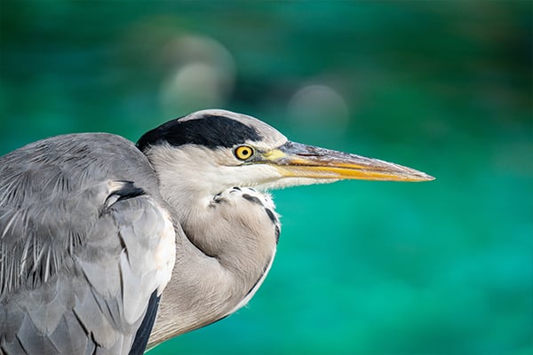 Graceful Blue Heron