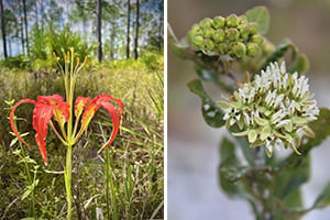 Crow Poison & Curtis Milkweed