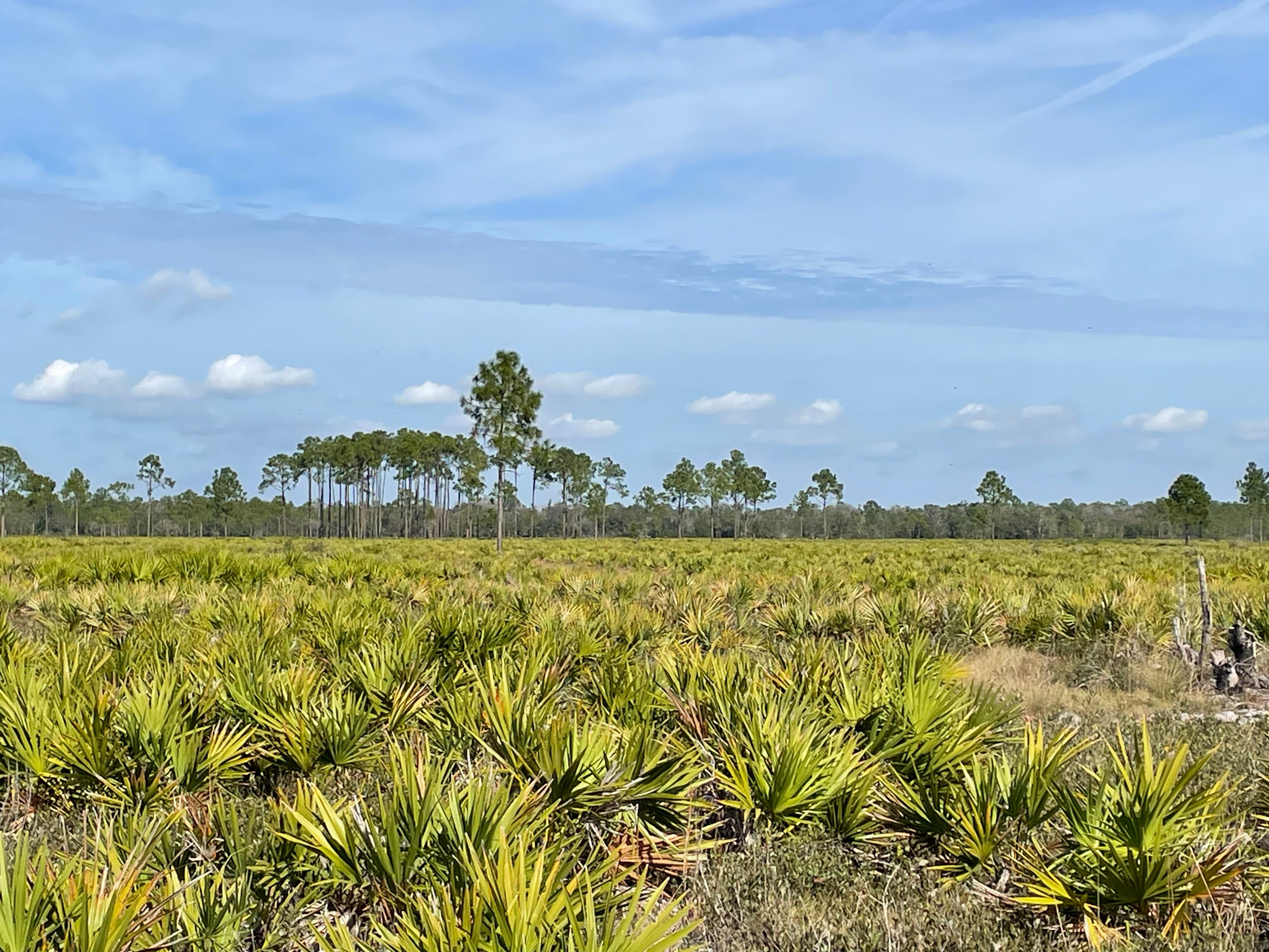 Gopher Tortoise Recipient Site