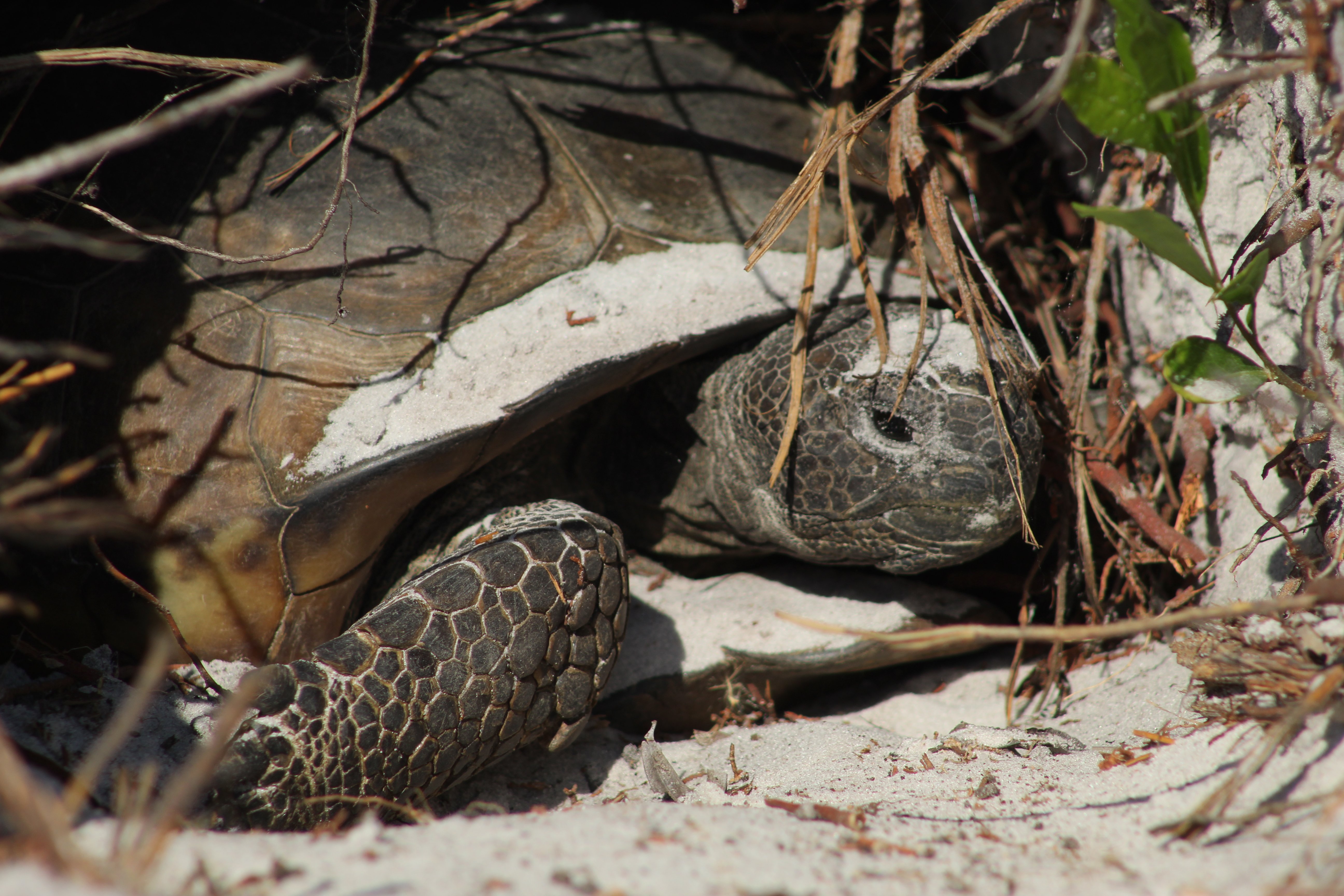 Gopher Tortoise up close in burrow