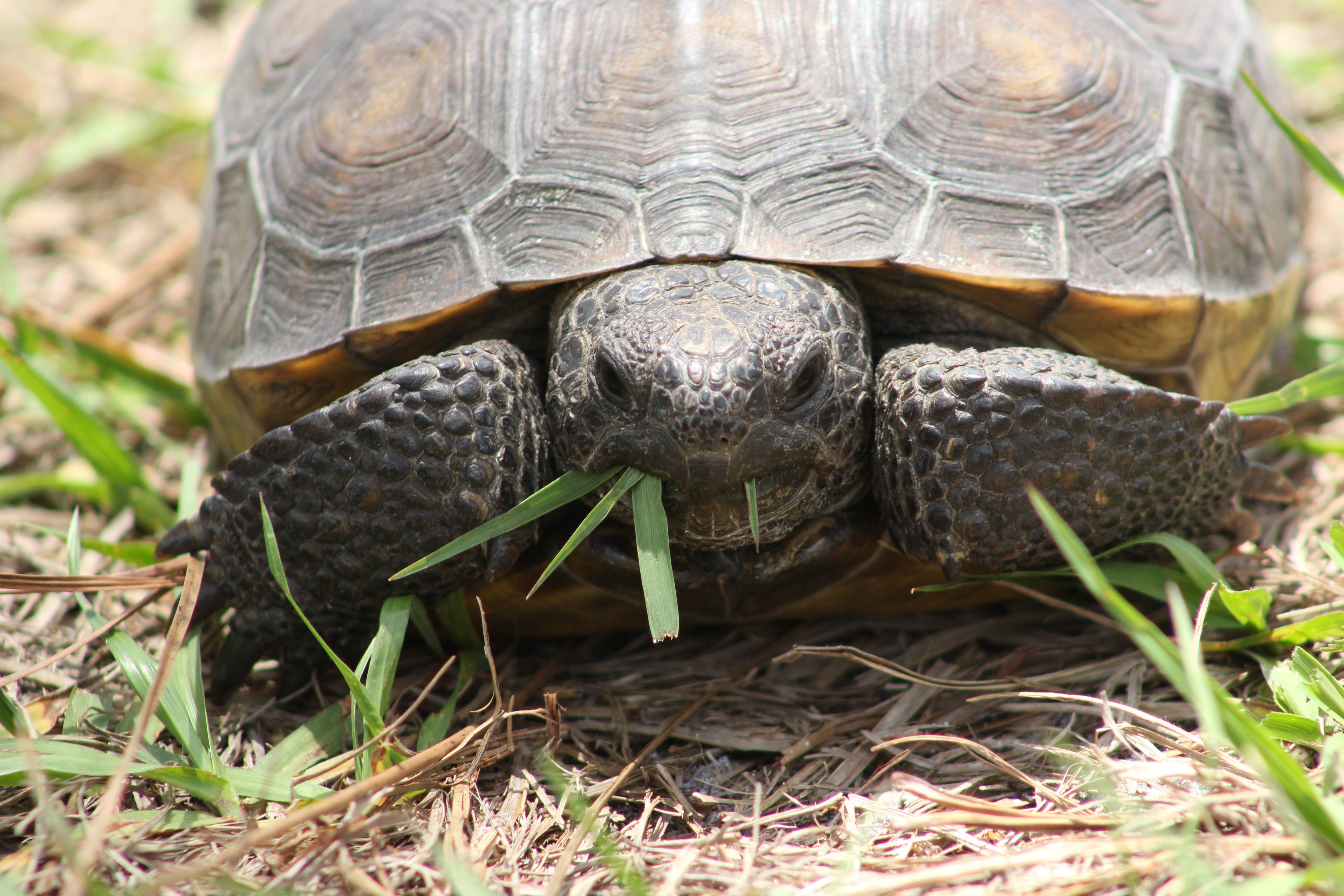 Gopher Tortoise up close