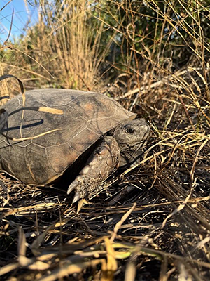 Gopher Tortoise