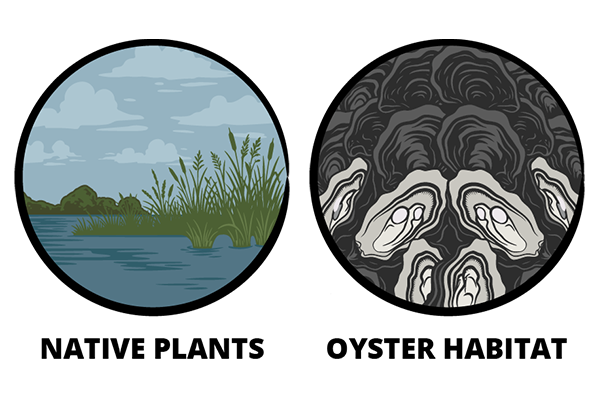 Native Plants & Oyster Habitat