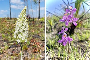 Pine lily & manyflowered grasspin