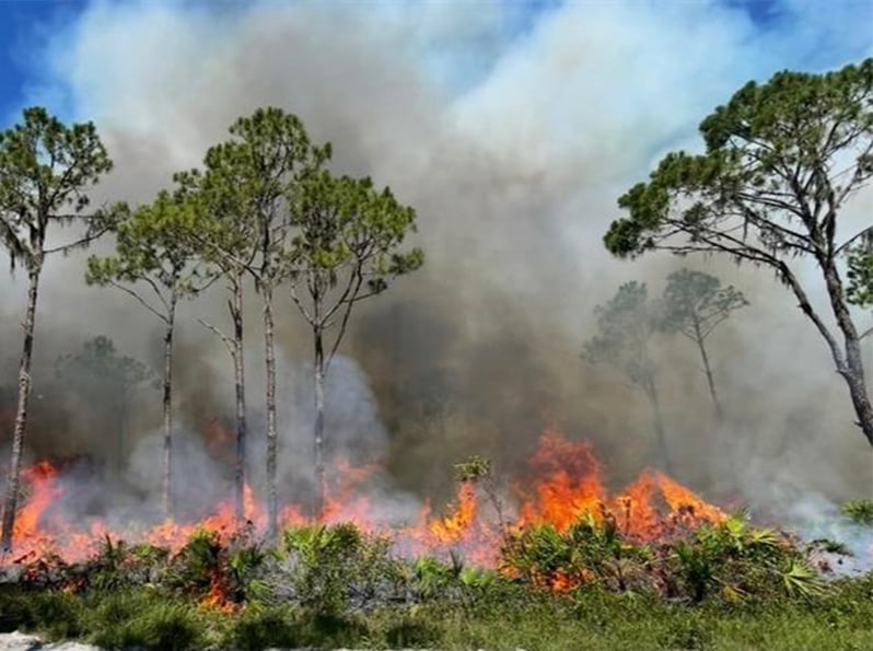 Prescribed Burn