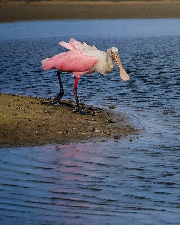 Roseate Spoonbill on a Shore