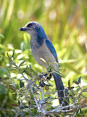 Scrub Jay