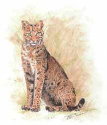 bobcat