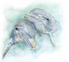 dolphin