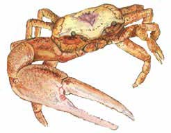 fiddler crab