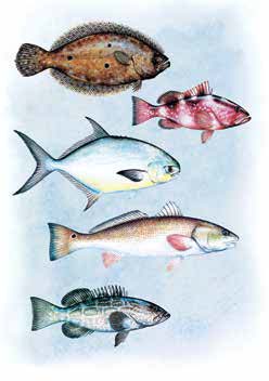 fishes