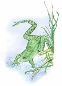 frog