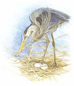 great blue heron