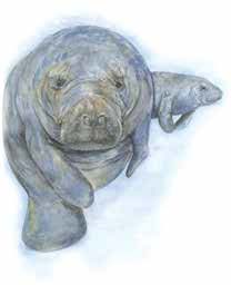 manatee