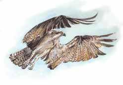 osprey