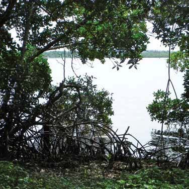 Patti Cross- mangroves