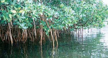 Patti Cross- red mangrove