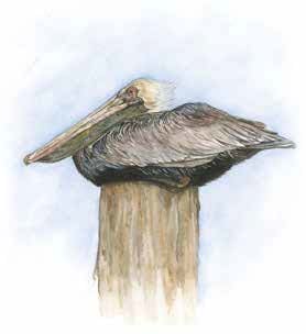 pelican sitting