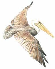 pelican