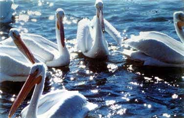 Reed Photography- white pelicans