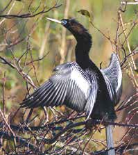 Rose Gatto-Anhinga