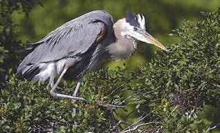 Rose Gatto-Great Blue Heron