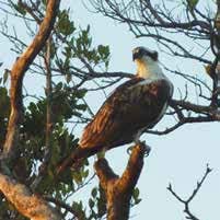 Sandy Hammer - osprey