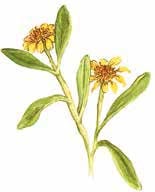 Sea Oxeye Daisy