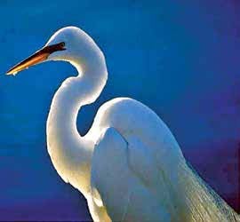 SFWMD-Great Egret