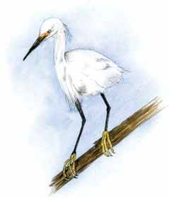 snowy egret 2