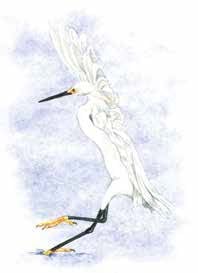 snowy egret