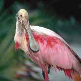 spoonbill