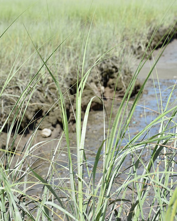 Gopher Tortoise