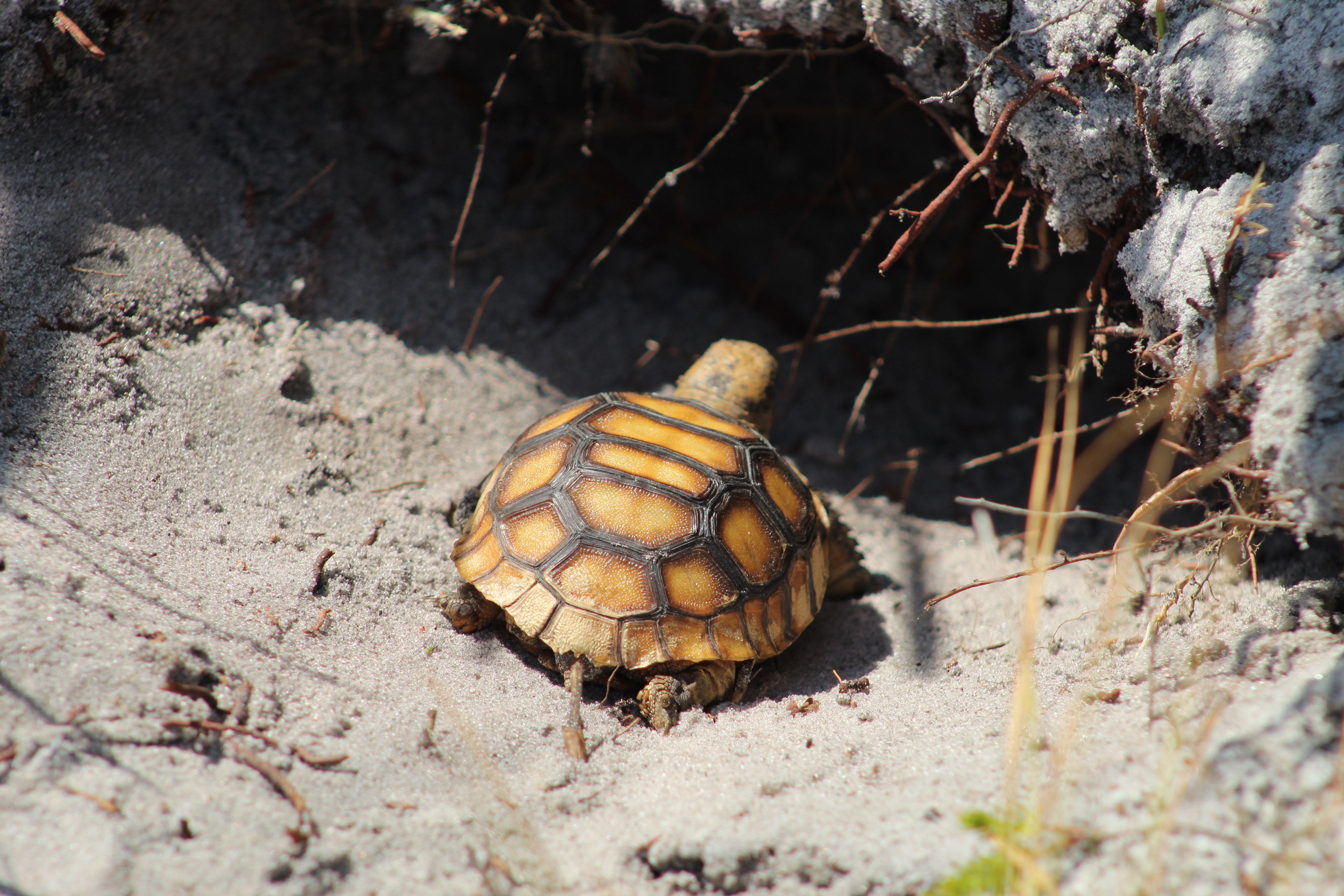 Starter Burrow and Juvenile tortoise