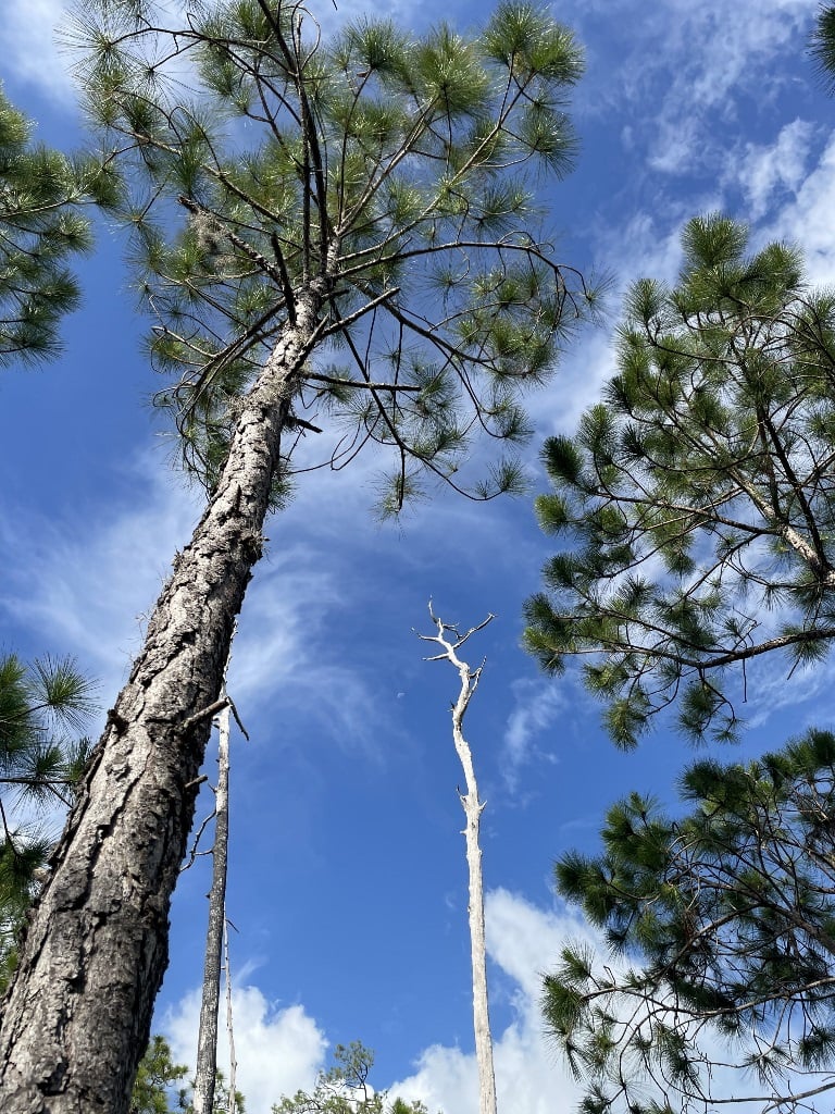NPI Trees in the sky