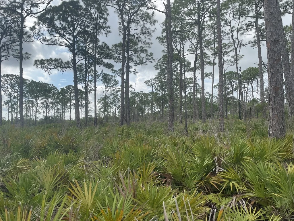 NPI Trees and Palmettos